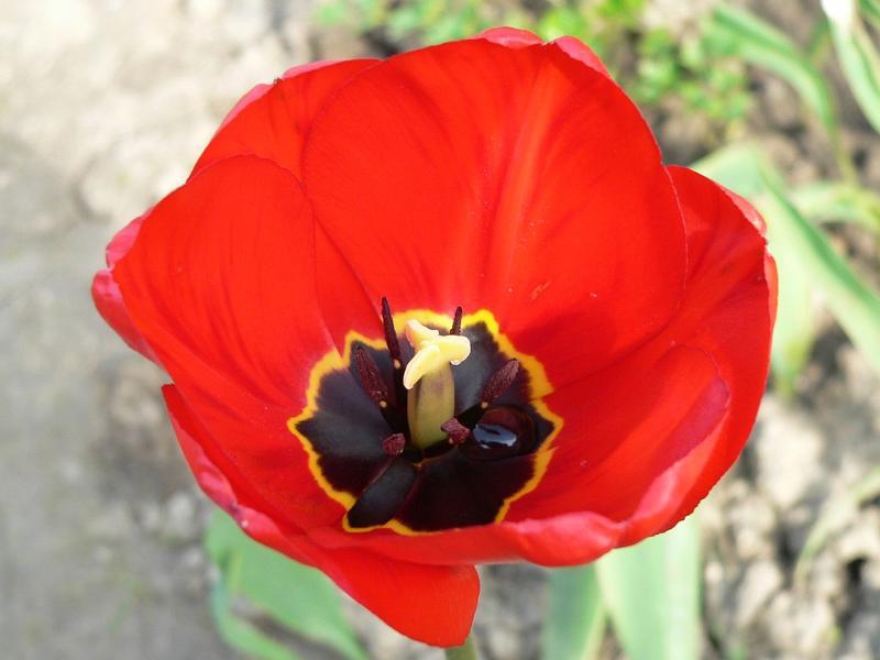 wiosna 2008_17.jpg